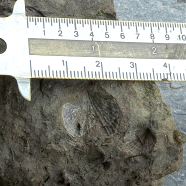 brachiopods