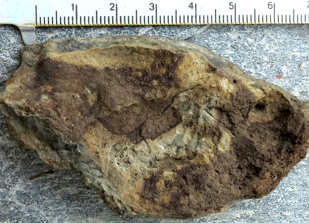 Bryozoa?