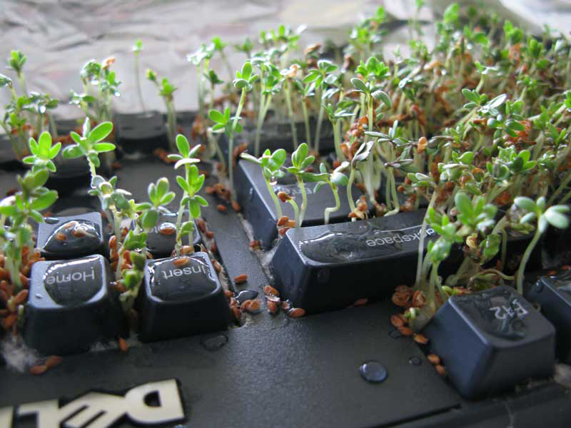 keyboard garden