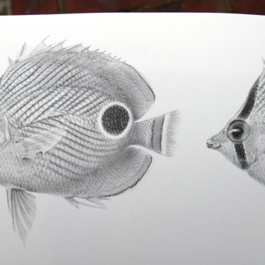 mapping fish