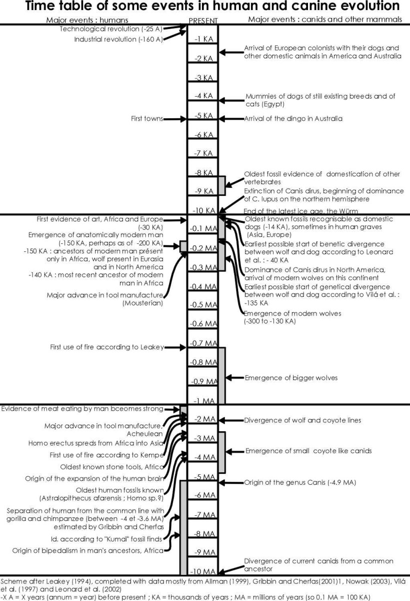 ChartHumanCanineEvolution