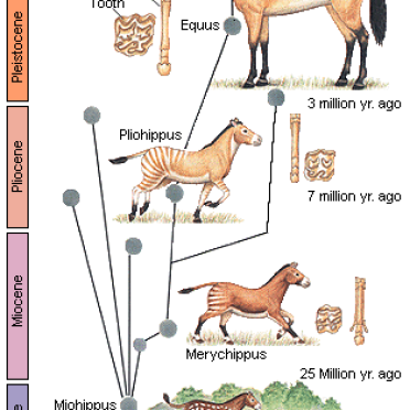 horses
