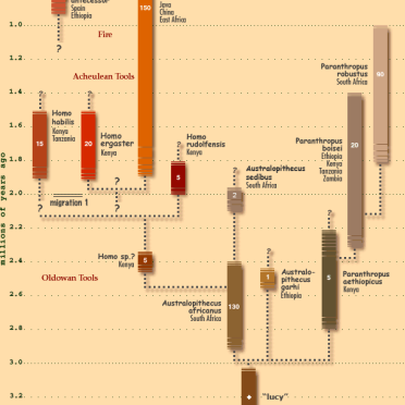 human evolution