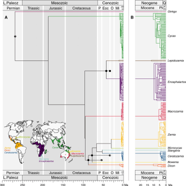 phylogeography