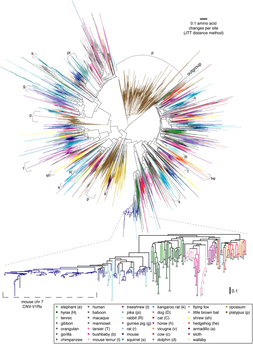 phylogenetic