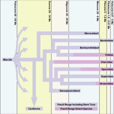 Feliform timeline -