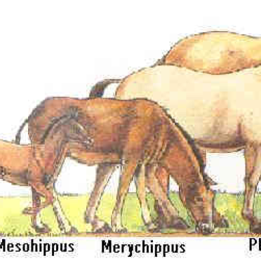 horses 3