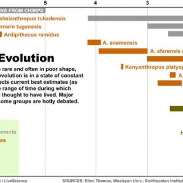 human evolution--