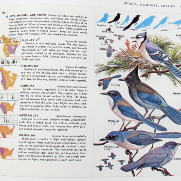 birds