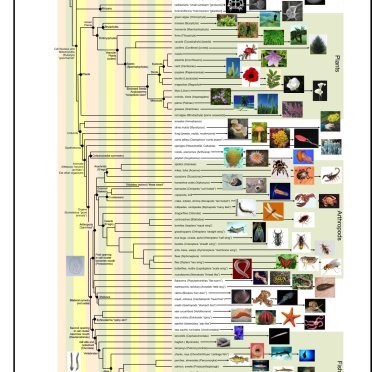 phylogenetic