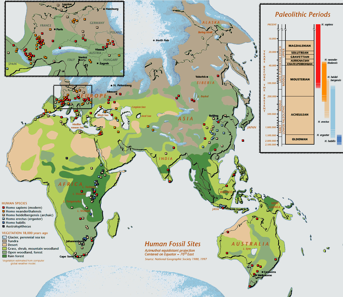 hominid fossil 