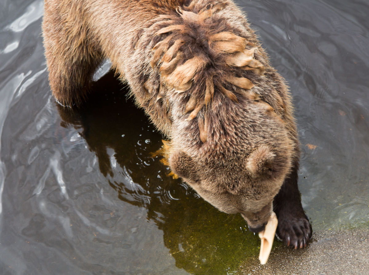 I haz elk leg