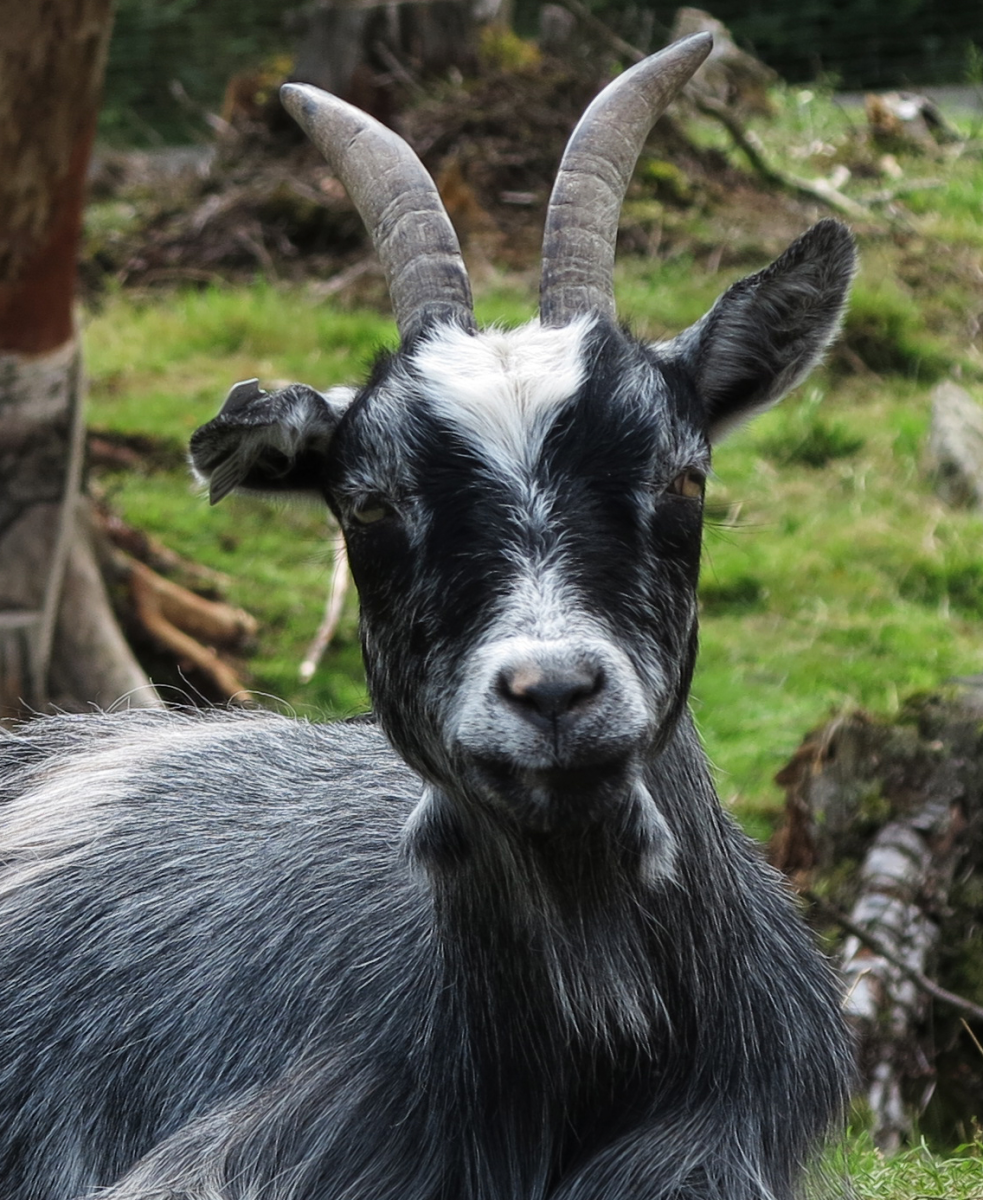 goat...