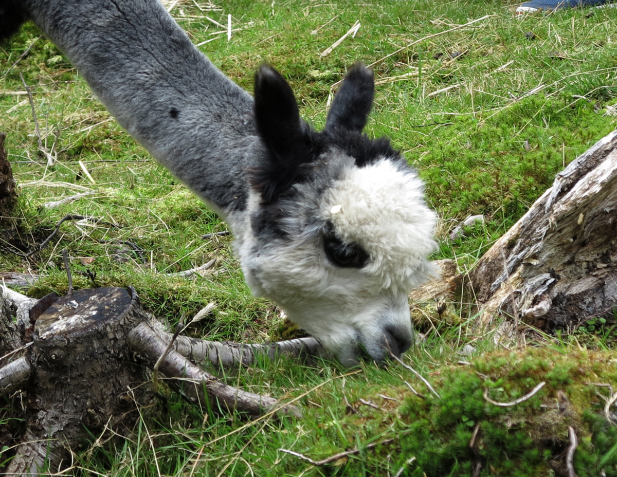 I am a llama, and I am weird