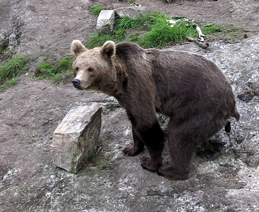 if a bear shit in the woods...