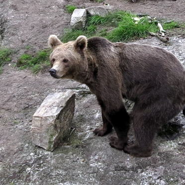 if a bear shit in the woods...