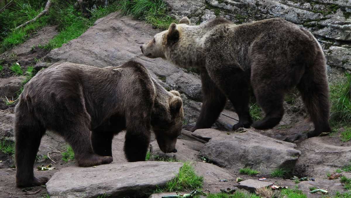 bear sisters