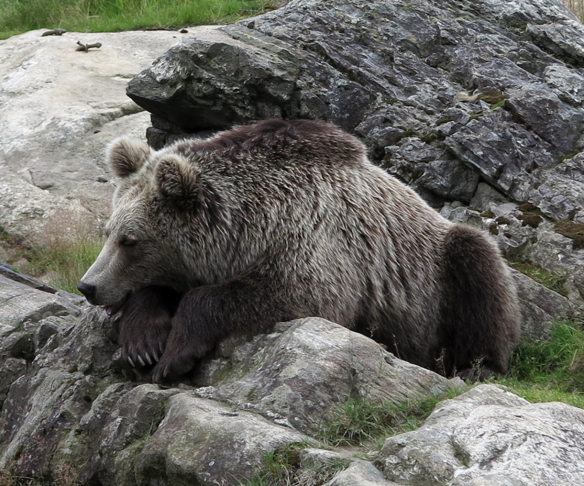 bear snooze