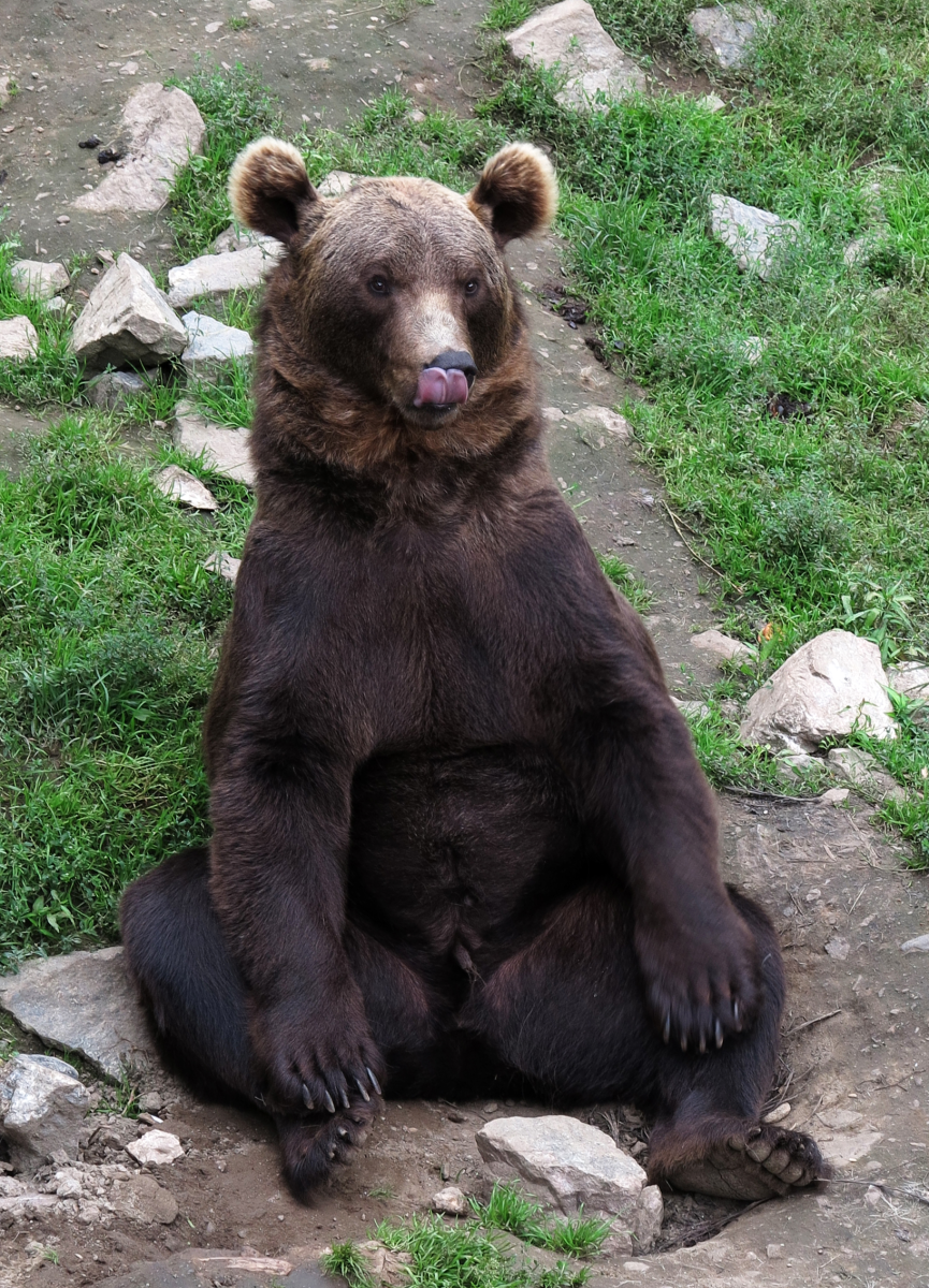 hellu, I am a bear...
