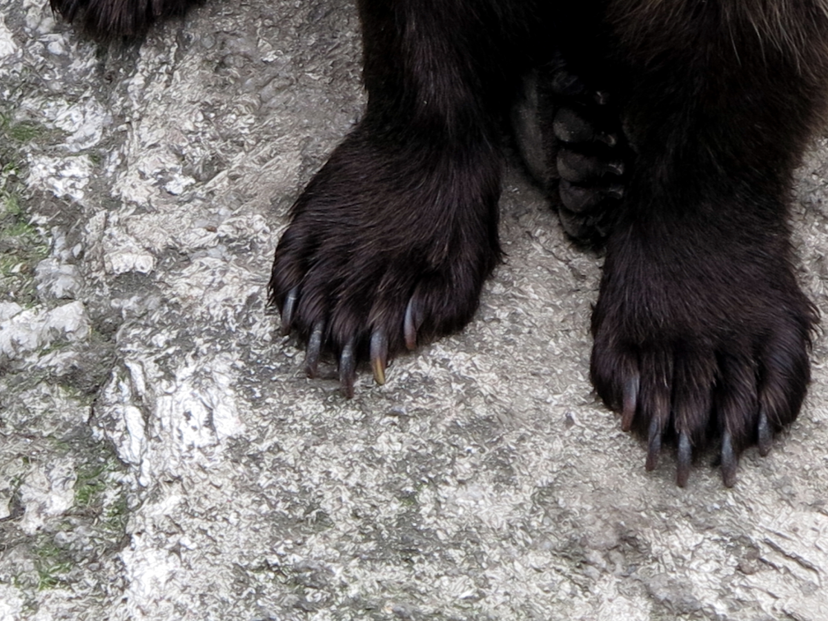 I haz claws
