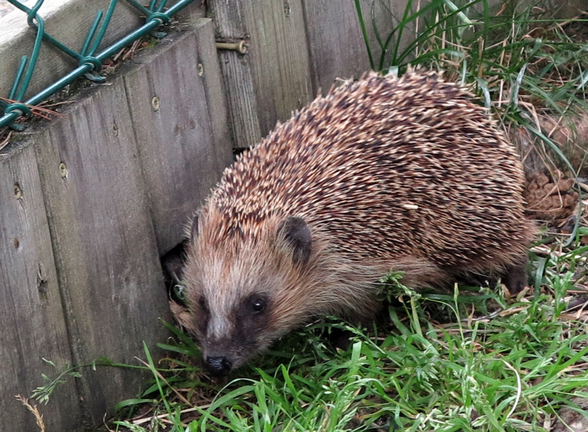hedgehog