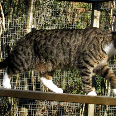 cat