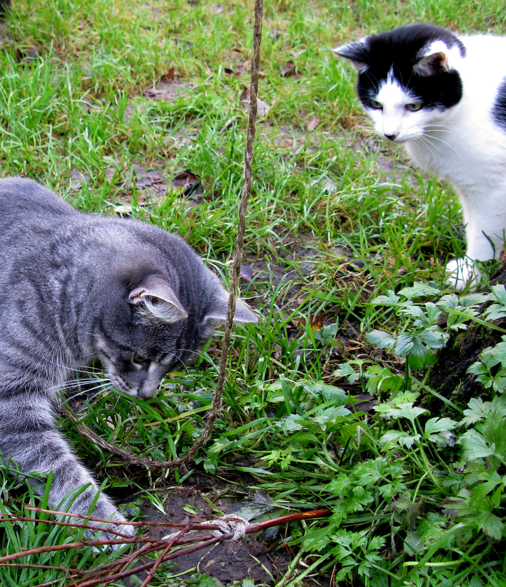 cats