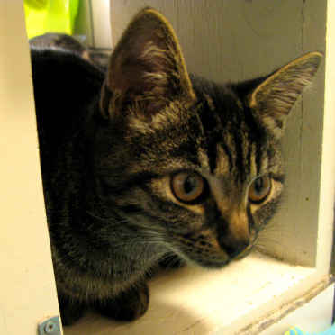 cat