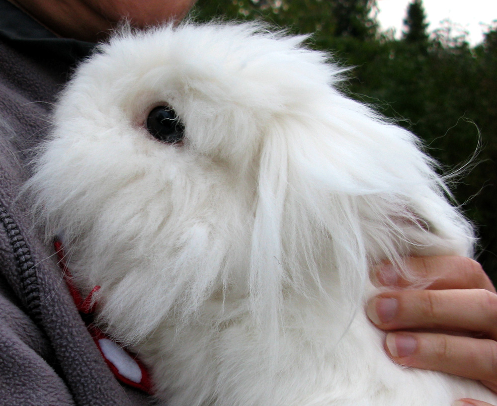 rabbit
