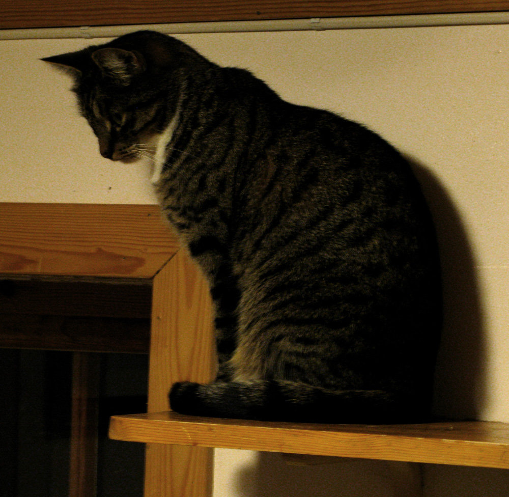 cat