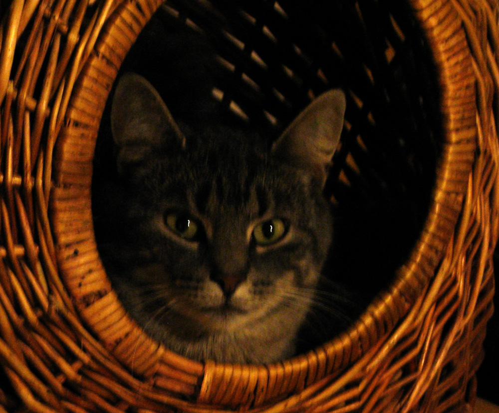 cat