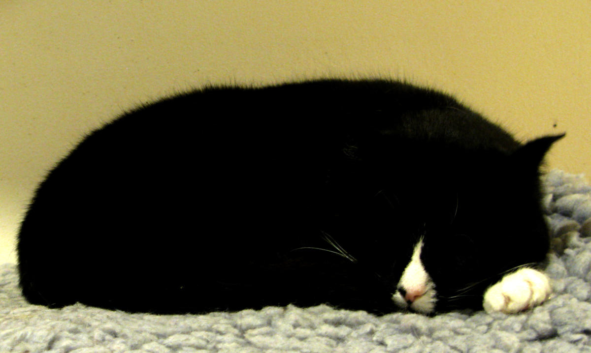 cat