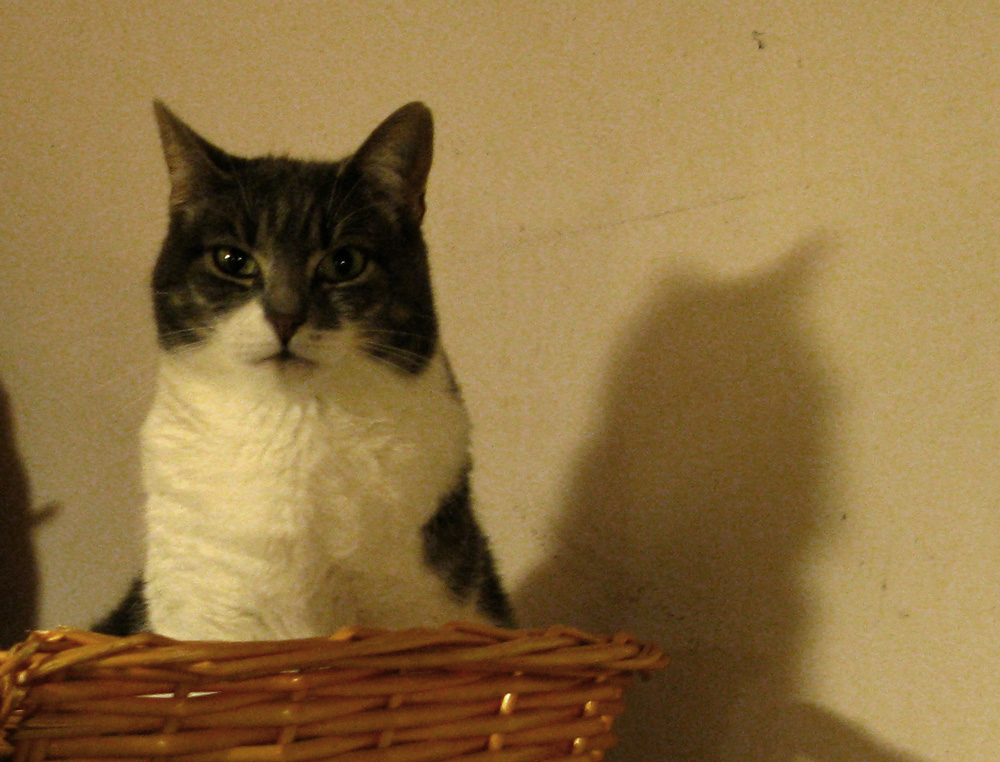 cat