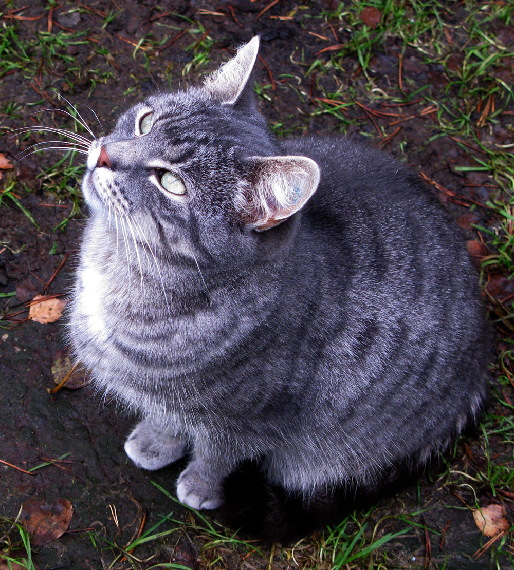 cat