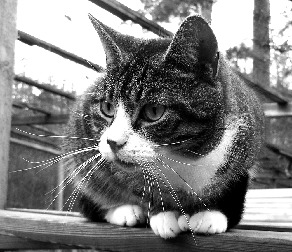 nicolai