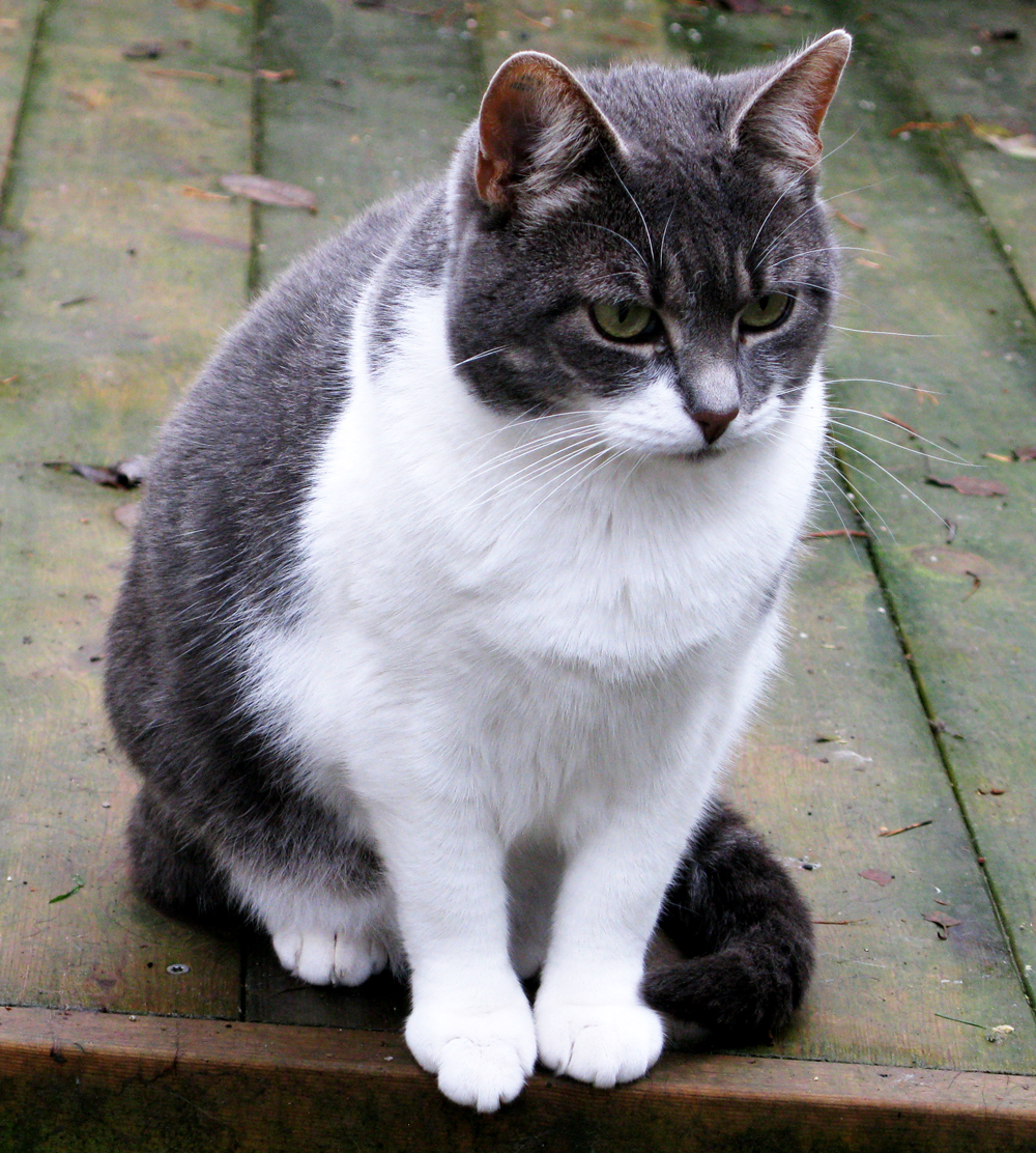 cats