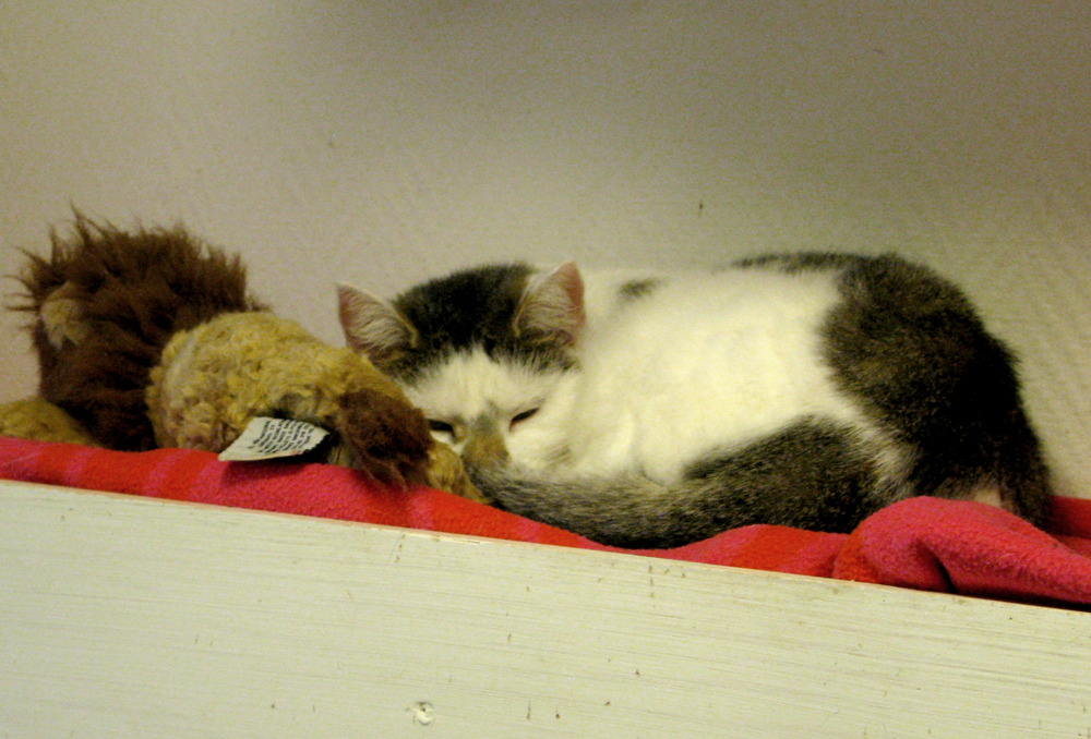 cat