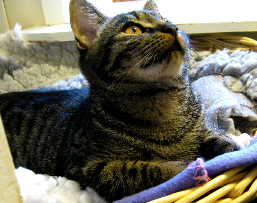 kitten