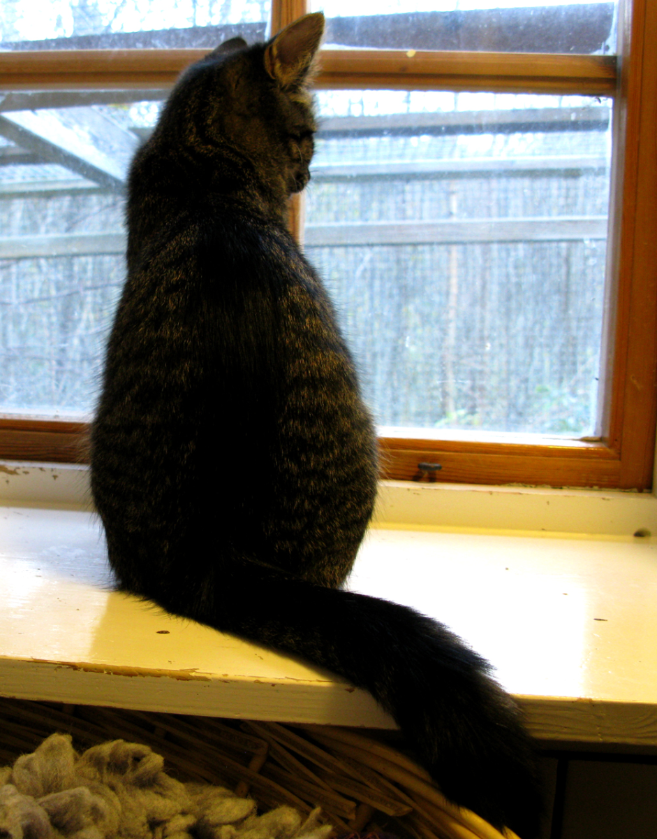 cat