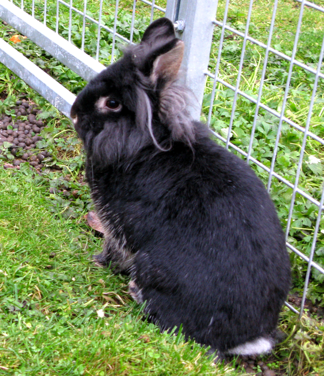 rabbit