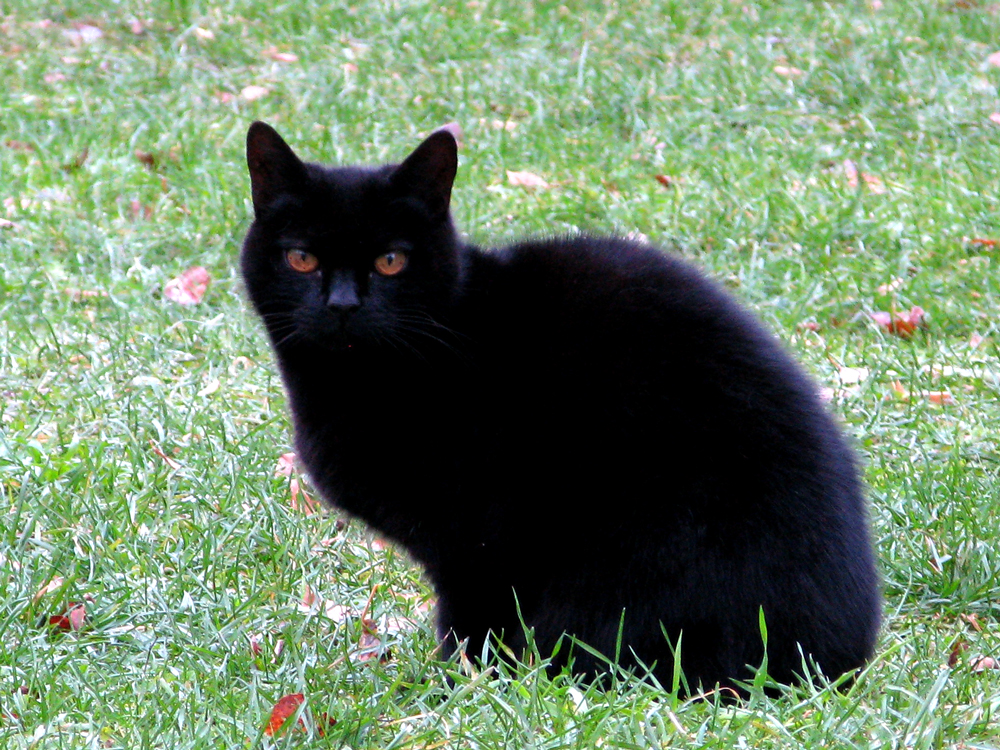 cat