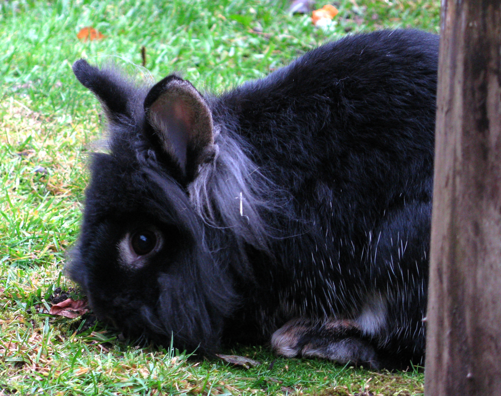 rabbit