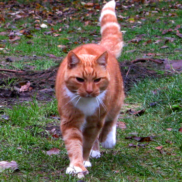 cat