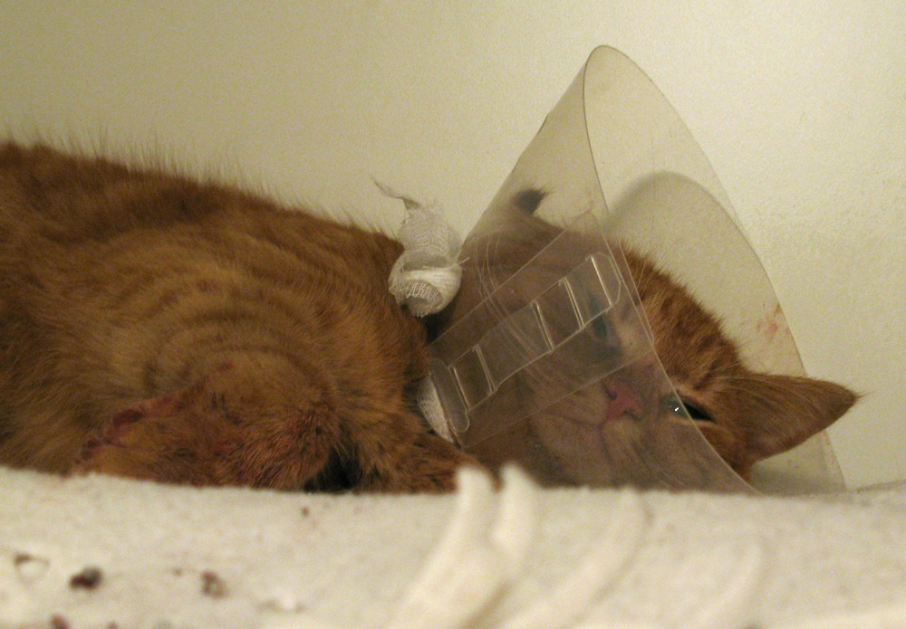 sick cat