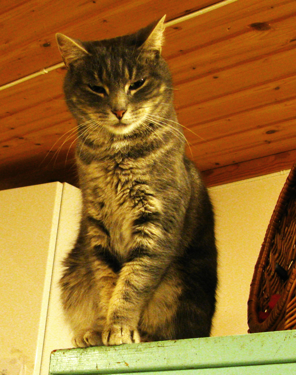 cat