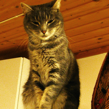 cat