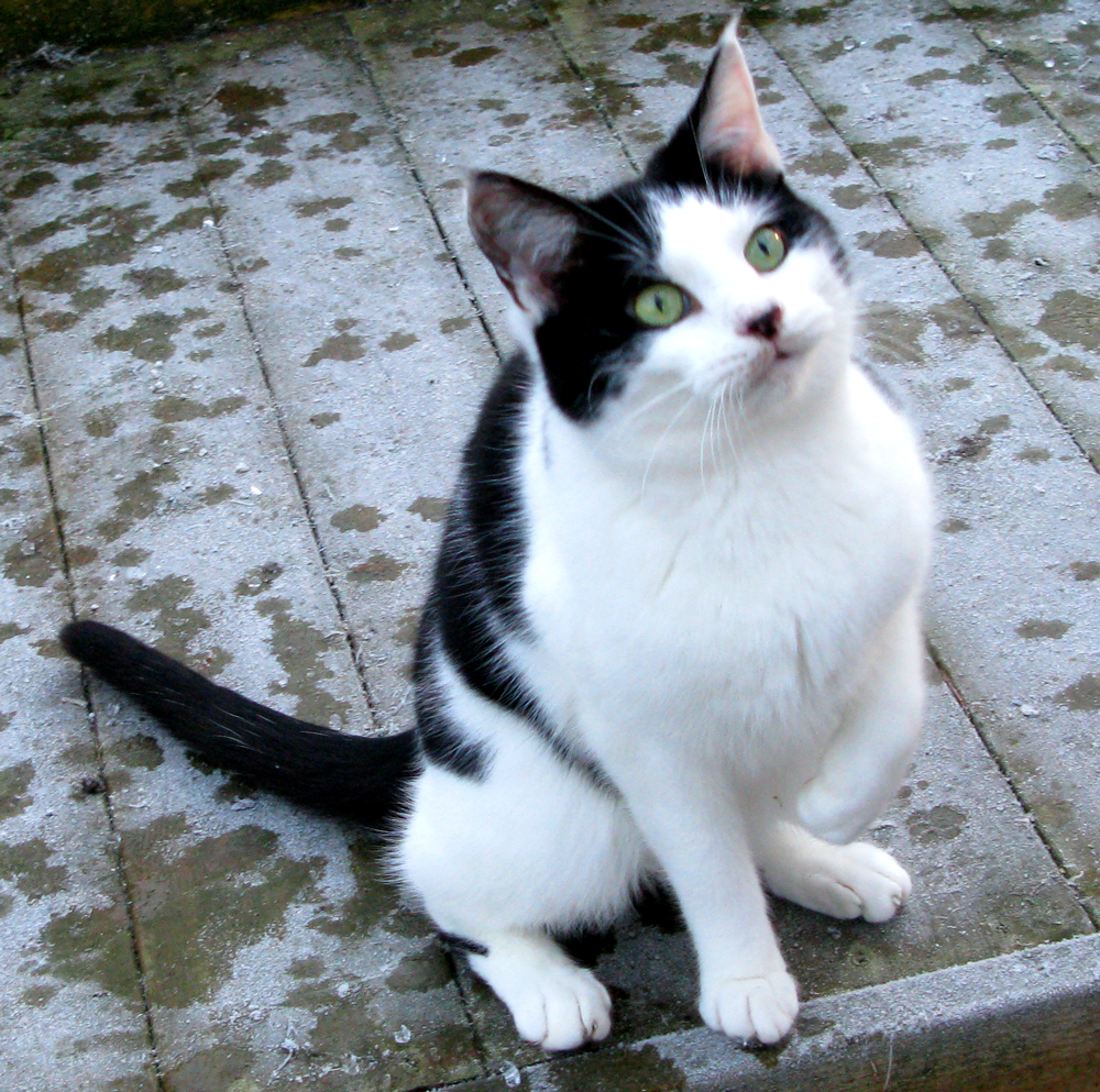 cat