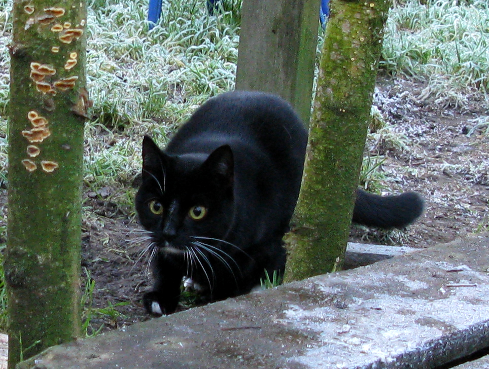 cat