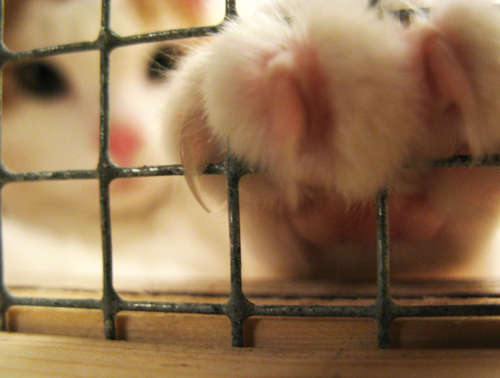kittens