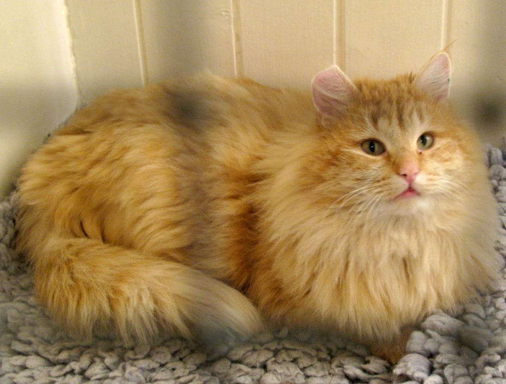 cat